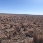 Land Auction in Oklahoma